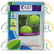 Bottle Gourd Advanta 206 F1 ہائبرڈ بیج – 50 گرام | ICI پاکستان کی طرف سے زیادہ پیداوار والے کدو کے بیج