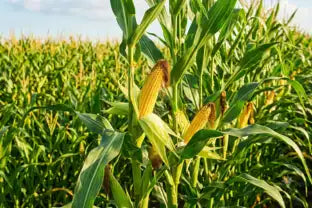 corn banner shop by crop