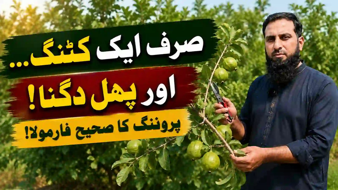 IR Farm | Best Online Agriculture Store In Pakistan