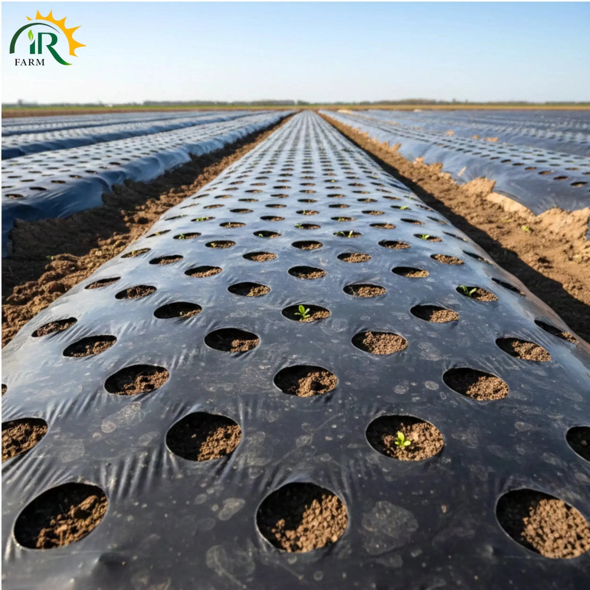 Black Mulching Sheet with Holes containing small plants in a field
