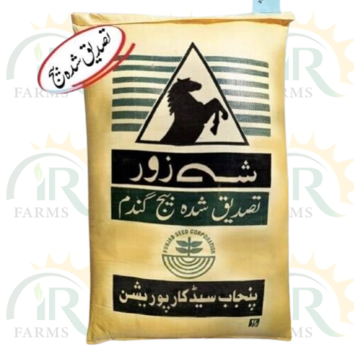 Dilkash Wheat Seed 50kg Punjab Seed Corporation Gandum Beej New Stock گندم کا بیج IR Farm