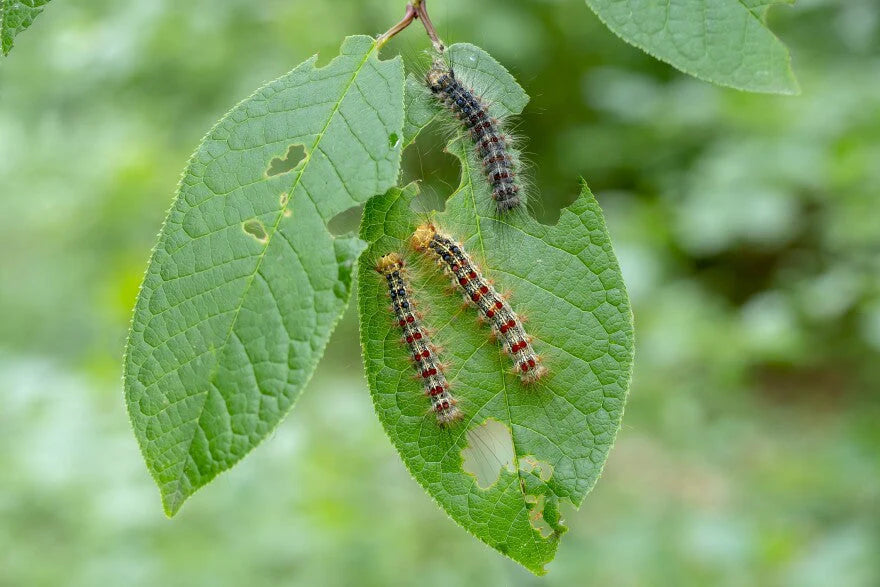 Leaf Eating Caterpillars