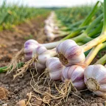 garlic banner
