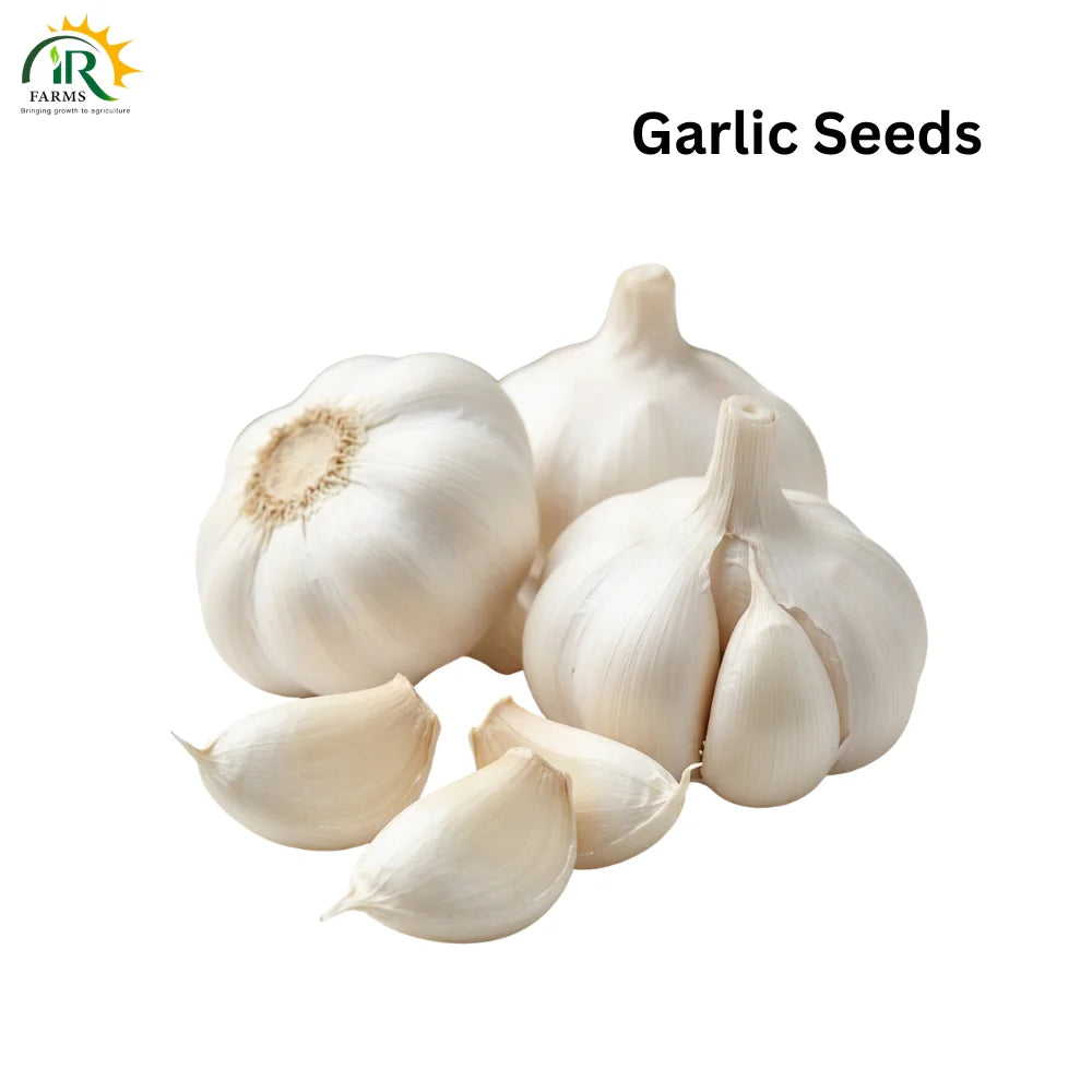 garlic seeds