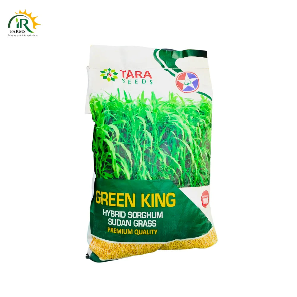 Green King Hybrid Sorghum Sudan Grass (Jawar) 