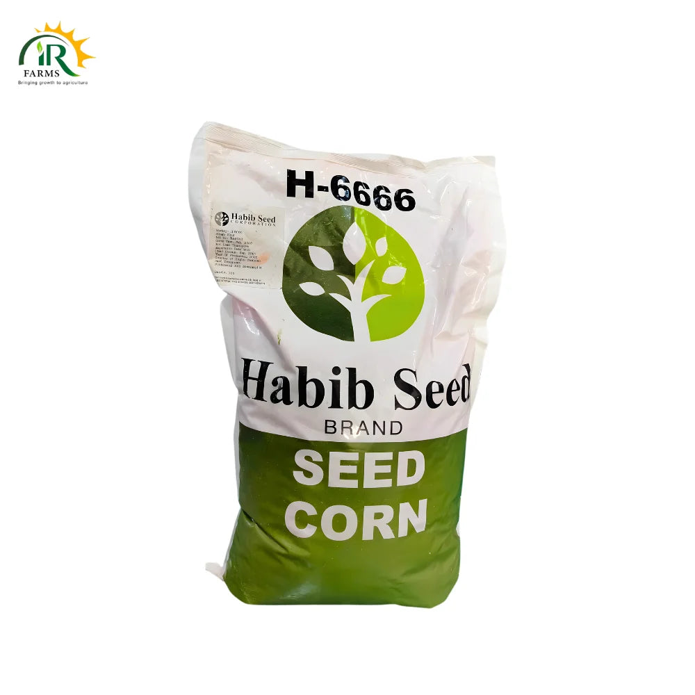 H-6666 Corn Seed by Habib Seed