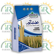 Hybrid Bajra Seed Bakhtawar 2kg F1 – Pearl Millet Pakkawan by Greenlet International