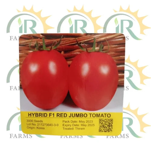 best tomato seed hybrid f1 red jumbo tomato kalash by millan agro seed