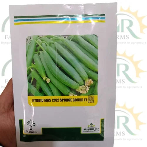 hybrid mas 1202 sponge gourd f1