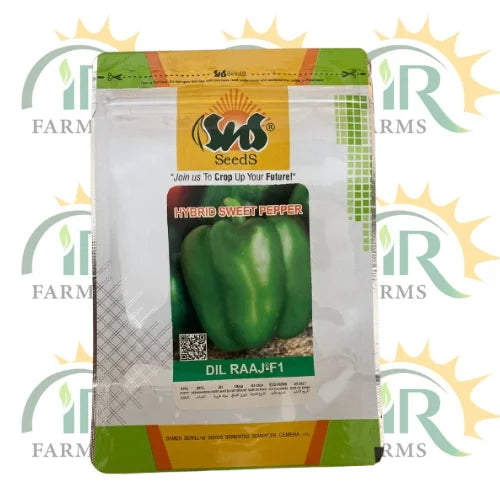hybrid sweet pepper seed dil raaj f1