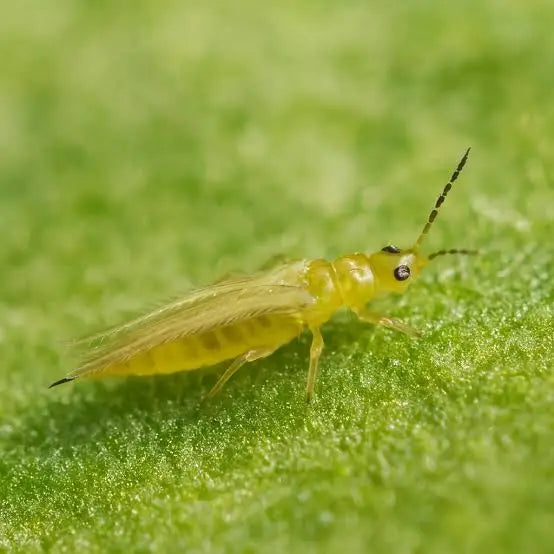 Thrips