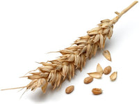 Wheat