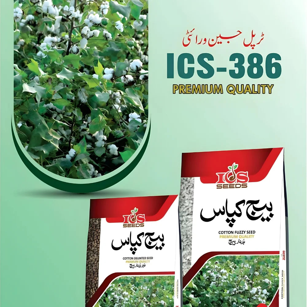 ICS-386 Cotton Fuzzy Seeds for Profitable Farming