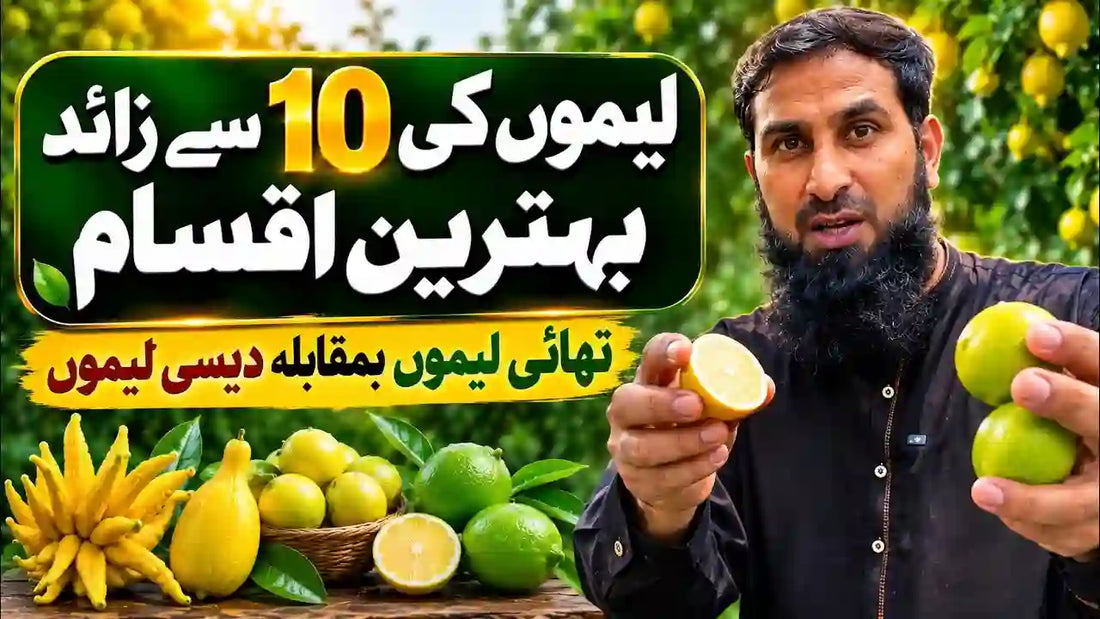 lemo ki 10 iksam