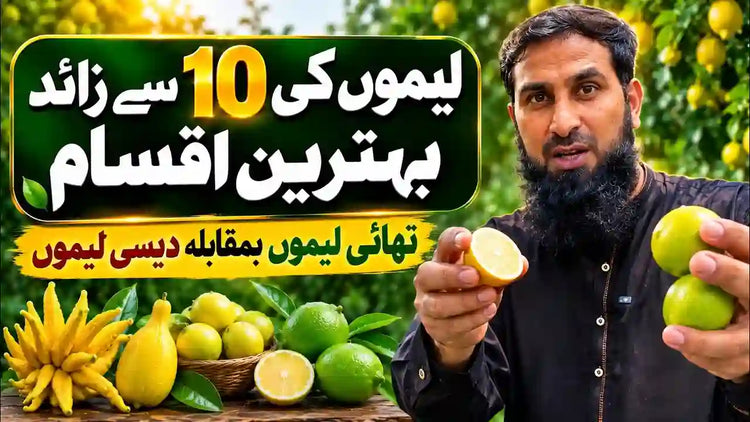 lemo ki 10 iksam