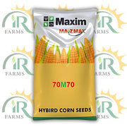 70M70 Maxim Double Cross Hybrid Silage Corn Seed | 35,000 Kernels for 1 Acre | High-Yield Silage Corn