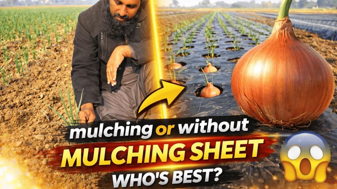 mulching sheet benifits irfarm