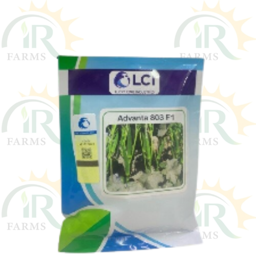 okra advanta 803 f1 lci pakistan bhindi seed 100gm vegetable hybrid seed lady finger seed ici