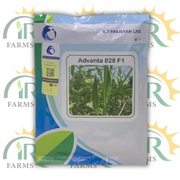 Okra Advanta 828 F1 – 100GM Hybrid Bhindi Seed | ICI Pakistan LCI