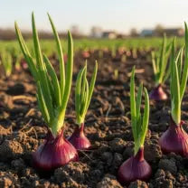 Onion