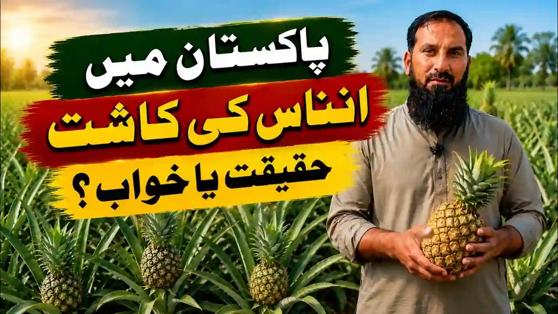 pakistan ma pineapple ki kasht