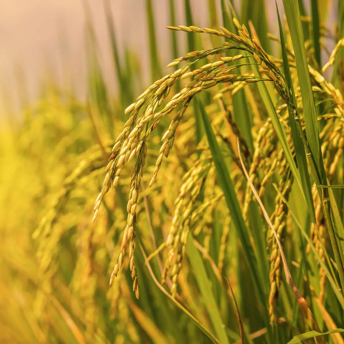 Rice