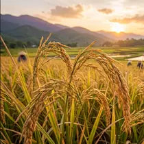 rice seed shop by  crop