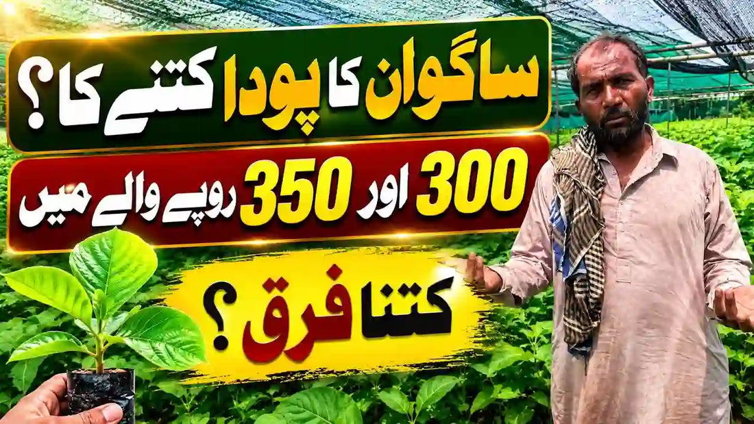sagwan_ka_poda_or_complete_guide