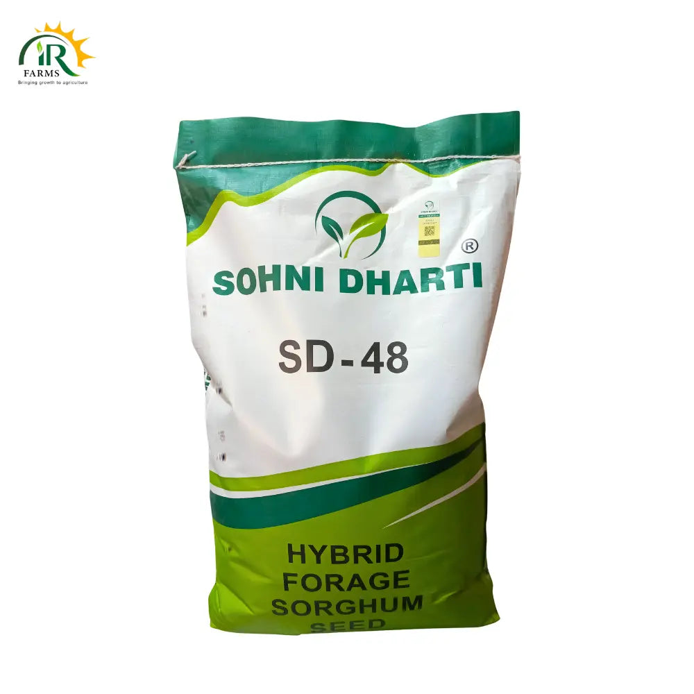 Hybrid Forage Sorghum Seed SD-48 10kg By Sohni Dharti - The Ultimate High-Yielding Jawar for Dairy Success