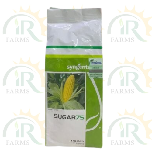 sugar 75 f1 hybrid Sweet corn 1kg syngenta pakistan maize seed