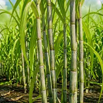 sugarcane section