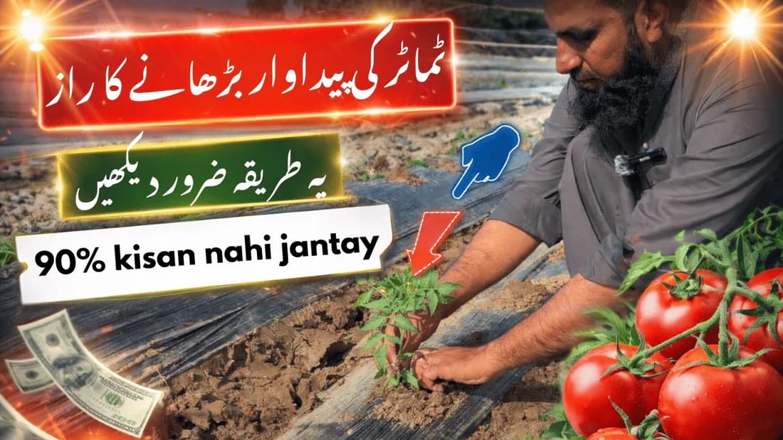tamatar ko lgany ka sahi tareka