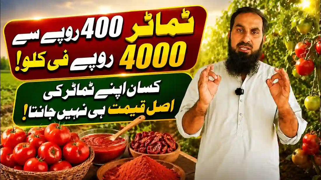 Tamatar ki berhti kemat or kisan nawakif