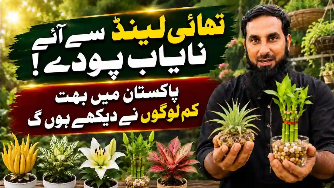 thailand imported plants