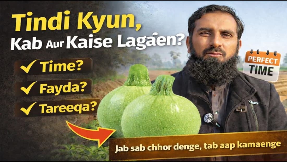 tindi kb or kesy lgani chahye a complete detail video how to sow tindi