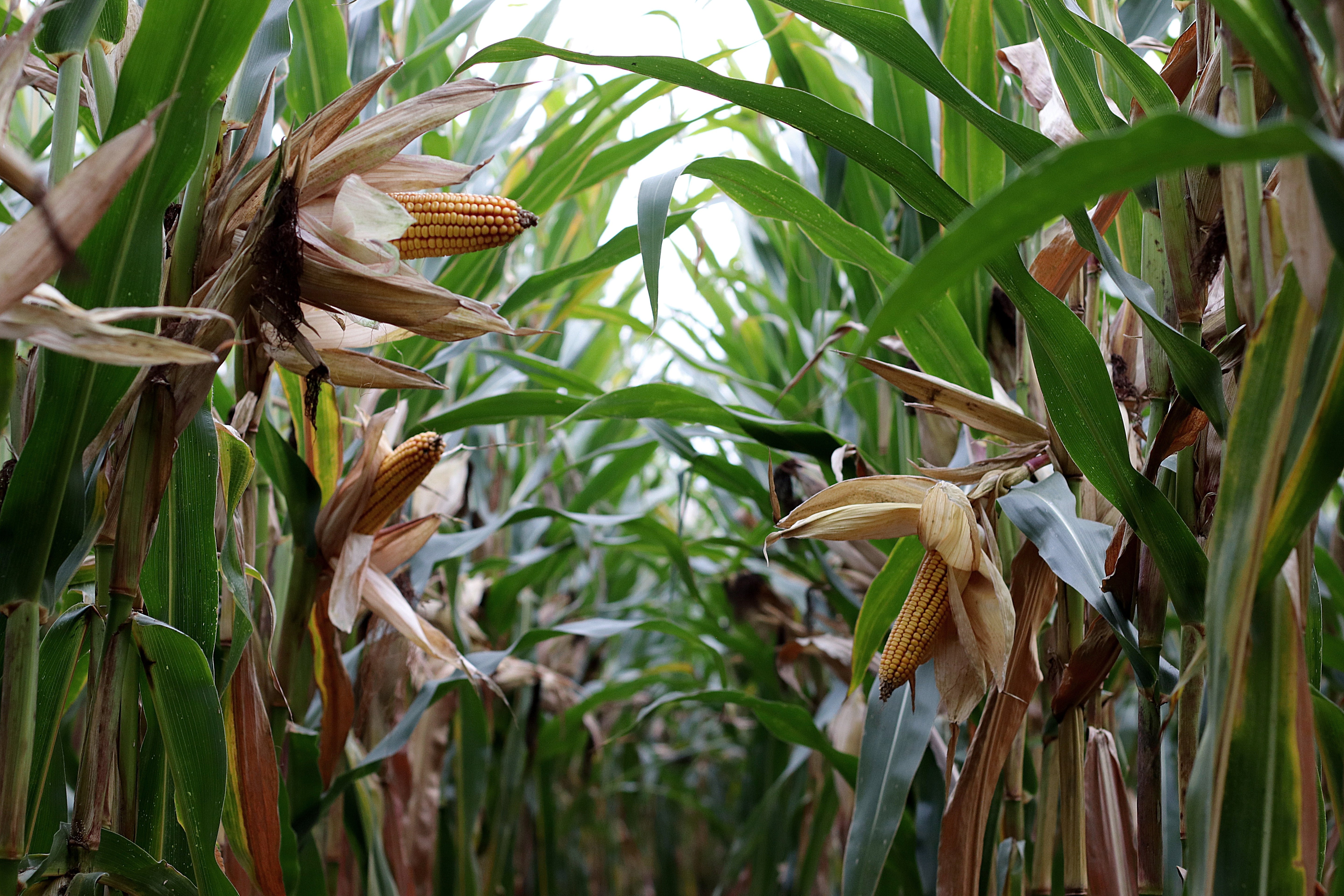 Corn