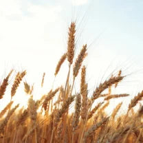 Wheat