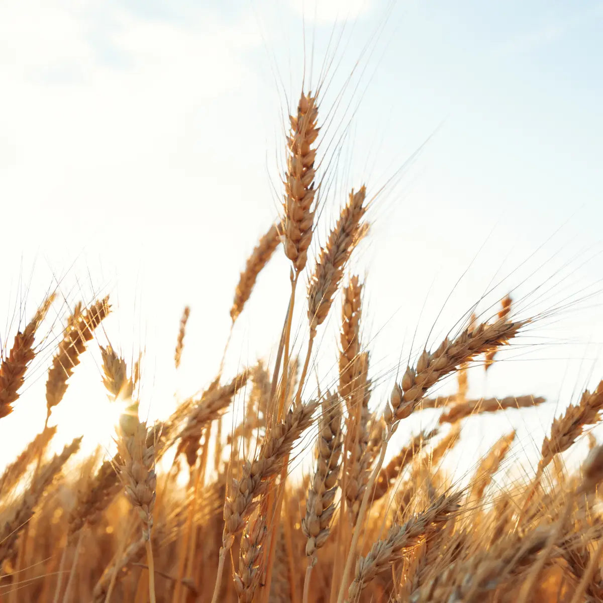 Wheat