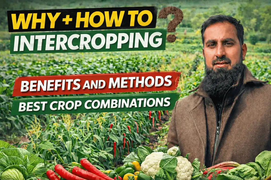 how to intercropping and why to intercrop irfarm
