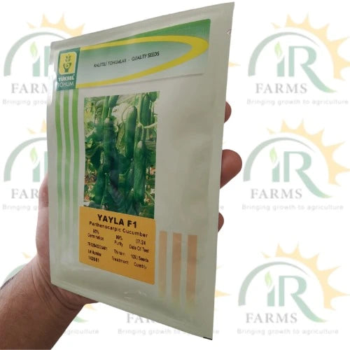 yayla f1 cucumber seeds hybrid