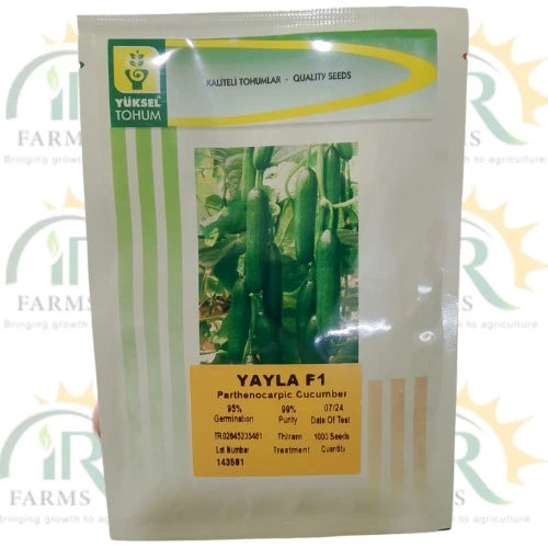 Yuksel Yayla F1 Cucumber Seeds Parthenocarpic | IR Farm